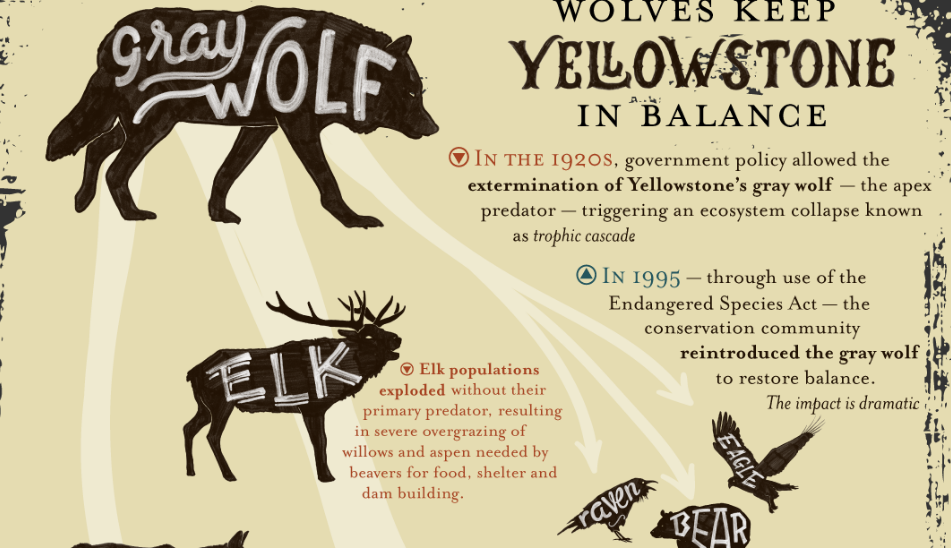 Wolves Keep Yellowstone In Balance Peak Sustainability 9307