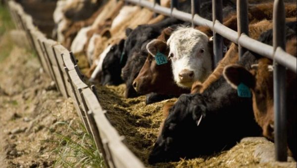 Emissions impossible? Why meat and dairy companies need to be monitored