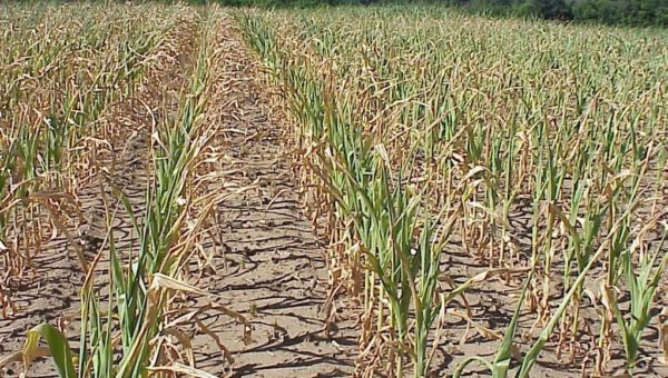 Climate Impacts on Agriculture