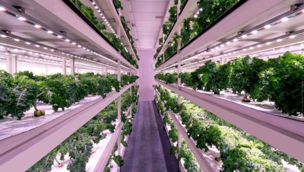 Construction of Europe’s largest vertical farm is underway