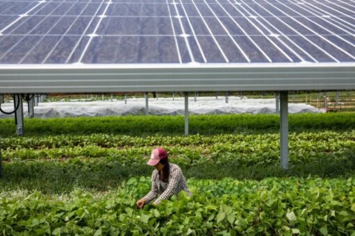 The Potential of Agrivoltaics and Solar