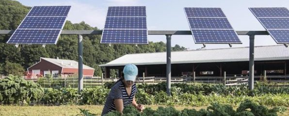 Farmers adapt solar arrays for growing crops