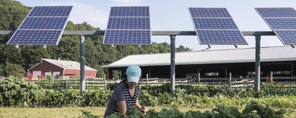 Farmers adapt solar arrays for growing crops